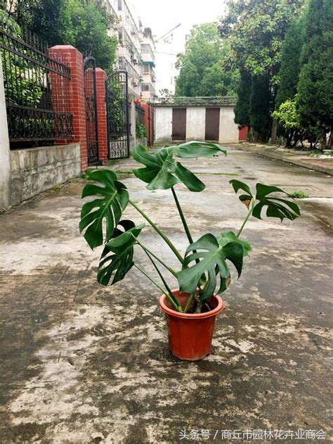 龜 背 竹 風水|龜背竹風水學：龜背竹放家中那個位置最好？有什麼作。